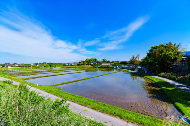 istock Landscape of Paddy field in Japan 1316179220