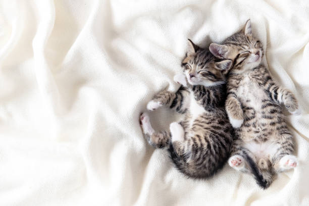 istock Two small striped domestic kittens sleeping hugging each other at home lying on bed white blanket funny pose. cute adorable pets cats. Copyspace 1316181965