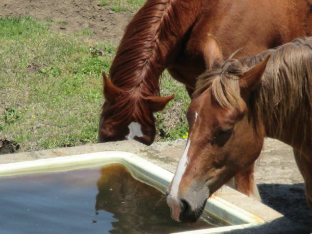 istock Two horses drinking water together side by side on the Aso pasture 1316182732