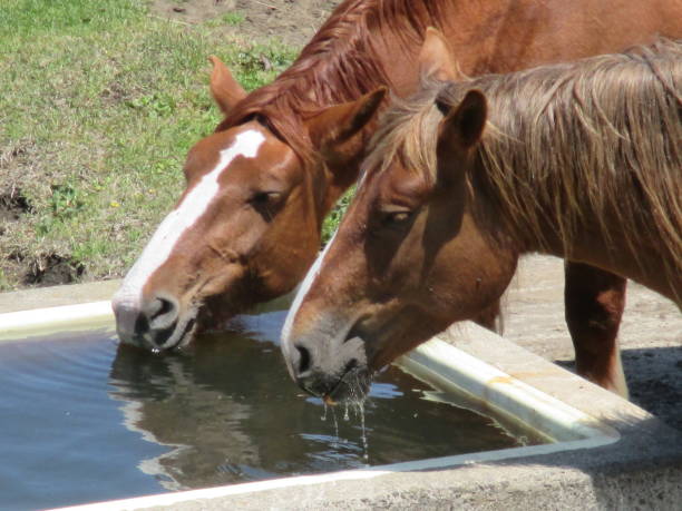istock Two horses drinking water together side by side on the Aso pasture 1316182735