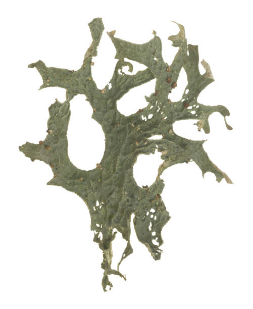 istock Tree lungwort, Lobaria pulmonaria isolated on white background 1316182753