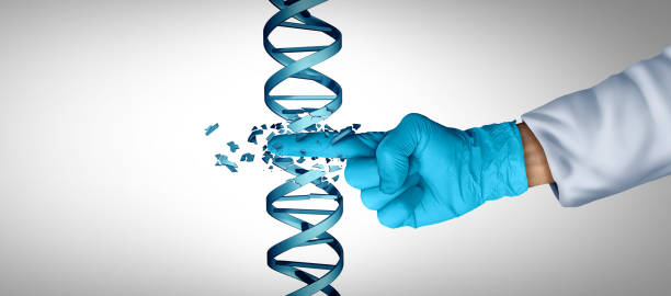 Gene Engineering Gene engineering and DNA or genetic therapy as a CRISPR biotechnology concept with a double helix strand as a symbol for genome or chromosome treatment as a science doctor or researcher with 3D illustration elements. crispr photos stock pictures, royalty-free photos & images