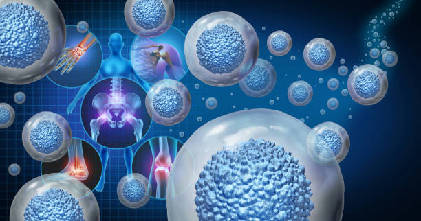 Stem Cell Therapy Stem cell therapy and treatment for painful joints as multicellular organisms for cellular treatment of injury or arthritis illness due to aging or sports and work with 3D illustration elements. stem cell stock pictures, royalty-free photos & images
