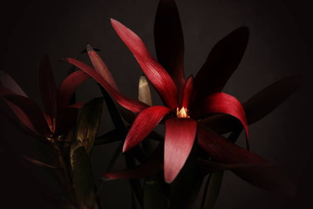 istock Exotic flower macro texture. Flowers background. Dark flowers.Poster 1316186325