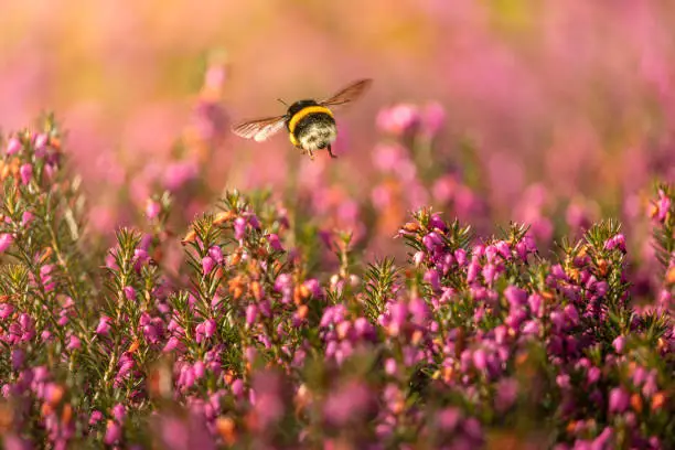 A bumblebee flies over a field of flowering heather plants.