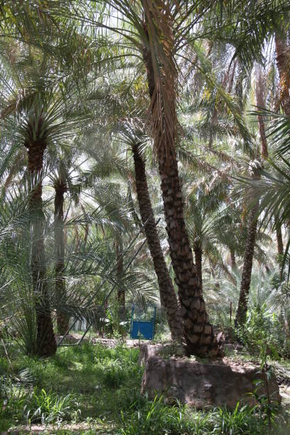 istock Palm farms of Oman 1316193655