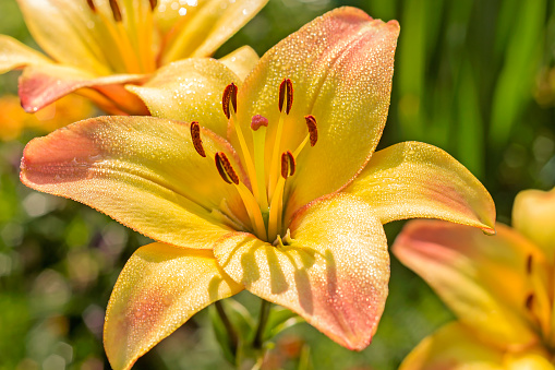 Flowers of a daylily of brown-yellow on a bed in the summer. Hemerocallis fulva