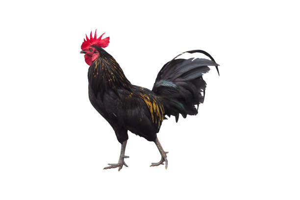 istock Bantam chicken isolated on white background with clipping path. 1316194522