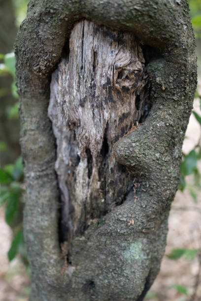 árbol hueco - tree hole bark brown fotografías e imágenes de stock