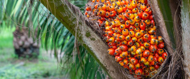 Palm fruit on the tree, tropical plant for bio diesel production Palm fruit on the tree, tropical plant for bio diesel production cropped pants photos stock pictures, royalty-free photos & images