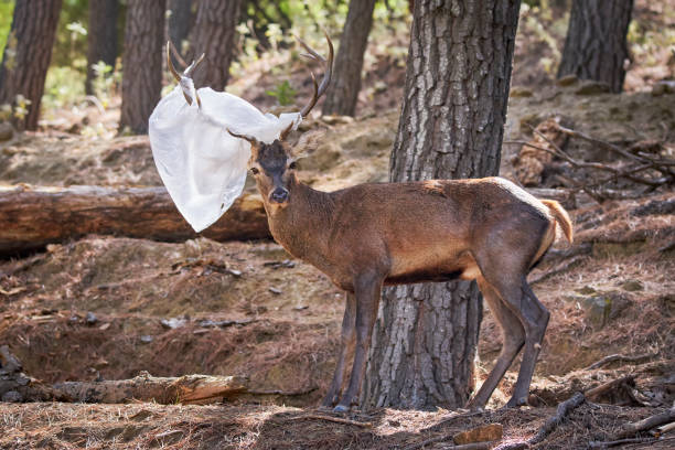Whitetail buck deer jumping fence in frount of vehicles cars