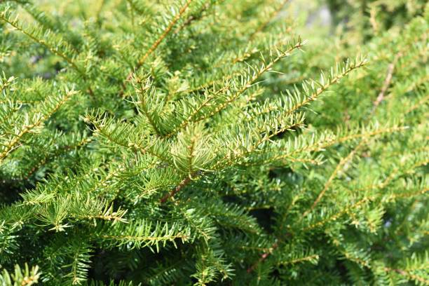 Taxus cuspidata, the Japanese yew or spreading yew, growing in Far East of Russia. Without berries Taxus cuspidata, the Japanese yew or spreading yew, growing in Far East of Russia. Without berries taxus cuspidata stock pictures, royalty-free photos & images