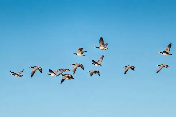 A swarm of flying white-cheeked geese (Branta leucopsis)
