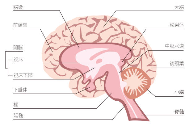 人間の脳の構造の図。 - 小脳点のイラスト素材／クリップアート素材／マンガ素材／アイコン素材