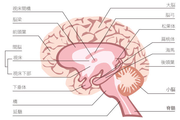 ilustracja struktury ludzkiego mózgu. - hypothalamus stock illustrations