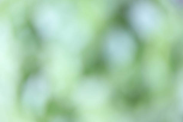 istock Creative green and white basil background in sunlight with bokeh effect and defocused 1316202252
