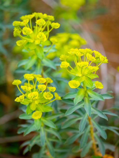 detail of cypress spurge flowers (Euphorbia cyparissias) with blurred background detail of cypress spurge flowers (Euphorbia cyparissias) with blurred background cypress spurge stock pictures, royalty-free photos & images
