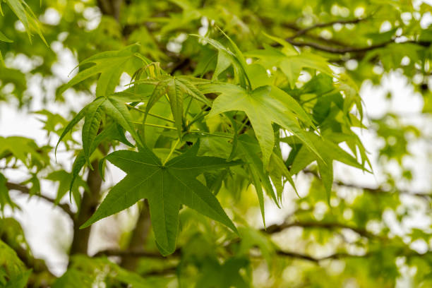 istock detail of liquidambar (sweetgum tree) leafs with blurred background in springtime - selective focus 1316203732