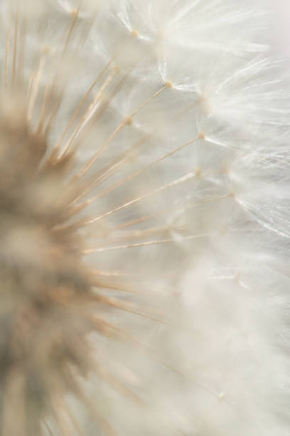 Macro dandelion seed
