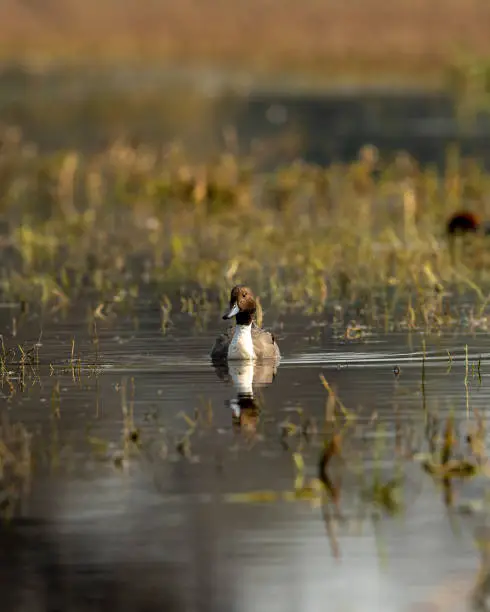 Northern pintail or Anas acuta portrait with reflection in water at wetland of keoladeo national park or bharatpur bird sanctuary rajasthan india