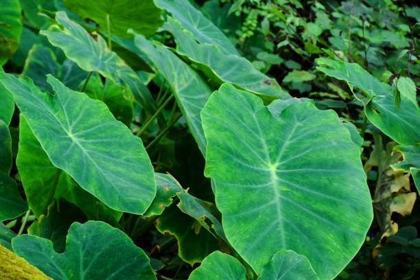 stock photo of giant taro leaf in agricultural field in kolhapur city Maharashtra India, beautiful taro leaf captured during summer season. stock photo of giant taro leaf in agricultural field in kolhapur city Maharashtra India, beautiful taro leaf captured during summer season. taro leaf stock pictures, royalty-free photos & images