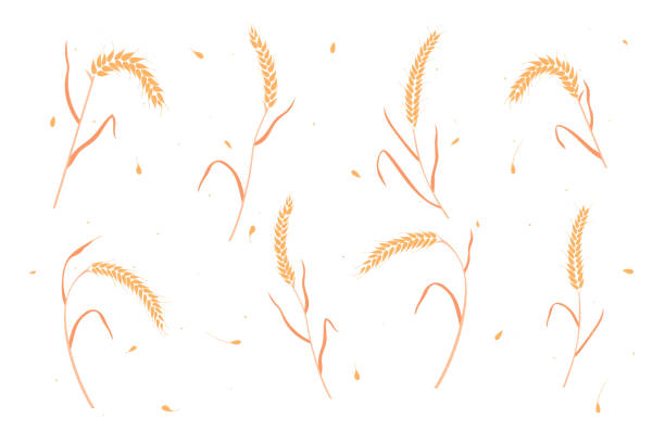 ilustrações, clipart, desenhos animados e ícones de conjunto de trigo seco ou orelhas de grão de centeio ilustração vetorial estilo plano. - wheat whole wheat cereal plant rye