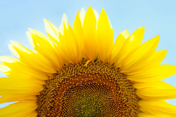 close-up de girassol no fundo do céu azul no dia de verão. a parte de uma grande flor em primeiro plano. - 11892 - fotografias e filmes do acervo