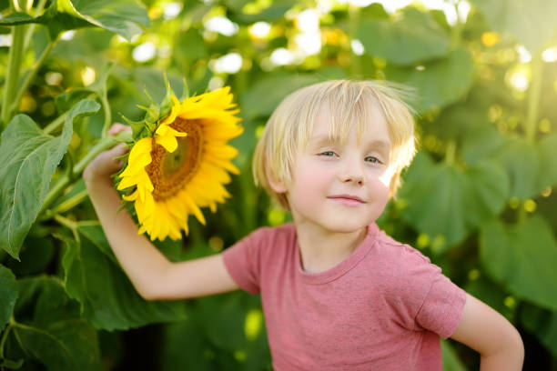 vorschulkinder junge zu fuß in feld der sonnenblumen. kind spielt mit großer blume und hat spaß. kind, das die natur erkundet. baby mit spaß. sommeraktivität für kinder. - 11902 stock-fotos und bilder