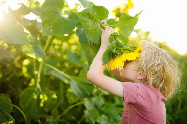 ragazzo in età prescolare che cammina nel campo dei girasoli. bambino che gioca con un grande fiore e si diverte. ragazzo che esplora la natura. bambino che si diverte. attività estiva per bambini. - 11900 foto e immagini stock