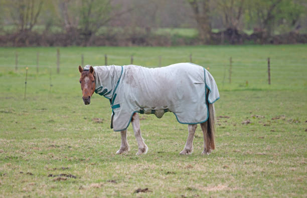 istock Brown horse with horse blanket eating grass, selective focus 1316207523