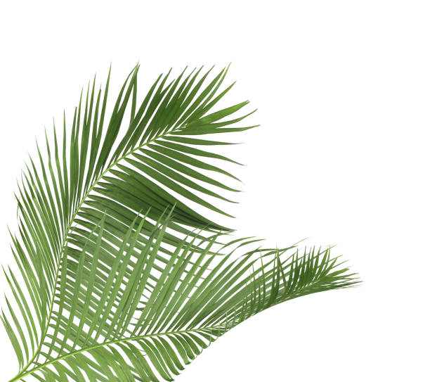 istock concept summer with green palm leaf from tropical . frond floral leaves branches tree isolated on white pattern background. flat lay, top view. 1316208383