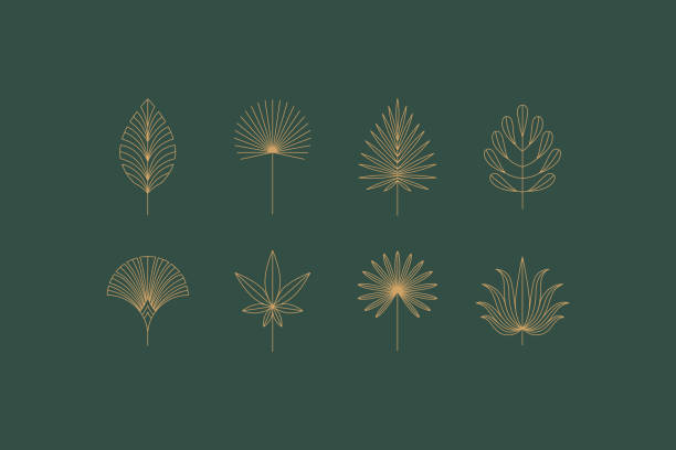 ilustrații de stoc cu set vectorial de icoane și simboluri boho liniare - șabloane de design floral - elemente abstracte de design pentru decorare în stil minimalist modern - frunză de palmier