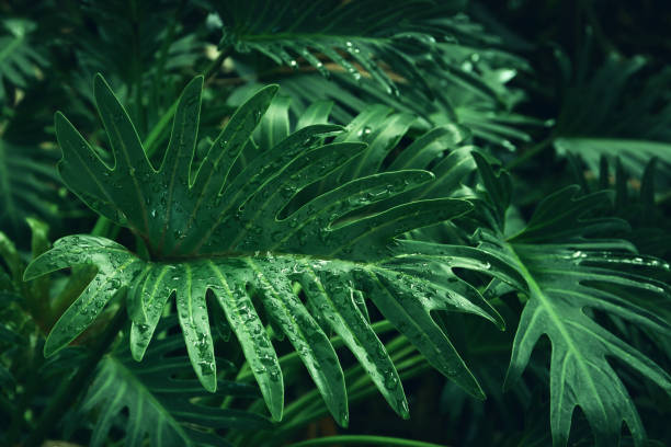 istock green tropical leaves background. summer and nature concept. 1316209391