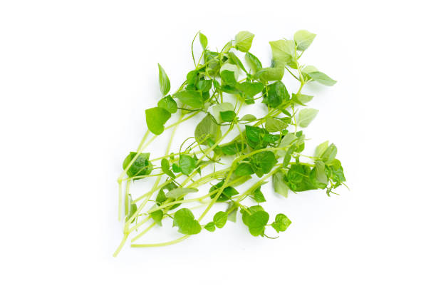 istock Peperomia pellucida leaves on white background. 1316211688