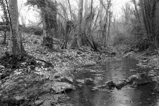 istock river with trees rocks and water as natural landscape 1316211811