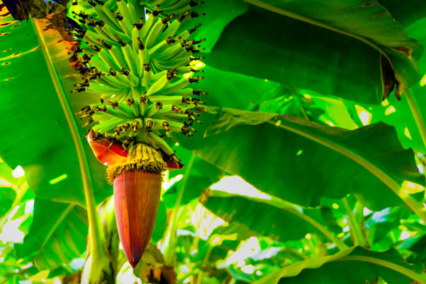 banana tissue culture field india