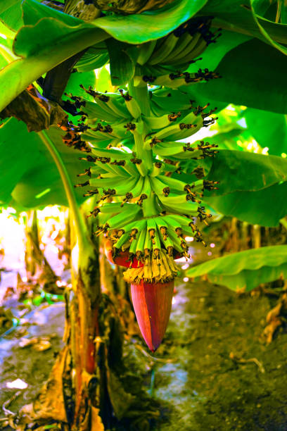 banana tissue culture field india