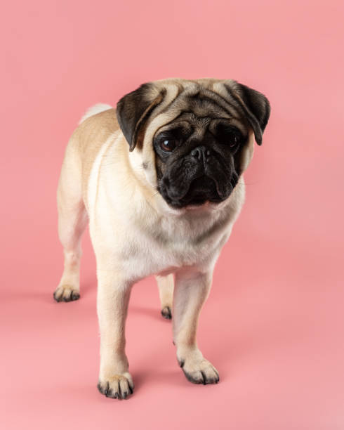 istock Cute Pug dog on pink background. 1316213826