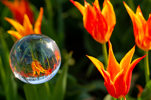 Tulip as symbol against Parkinson Disease is protecting patients in bubble from outside world, Covid-19 Influence. Slovenia, Europe.