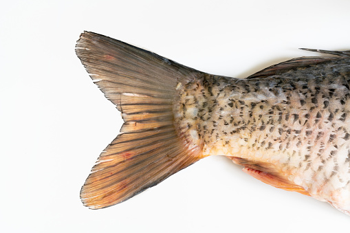 A high angle shot of a beautiful muskellunge swimming in a green water