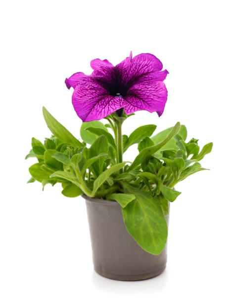 istock Purple petunia in the pot. 1316218729