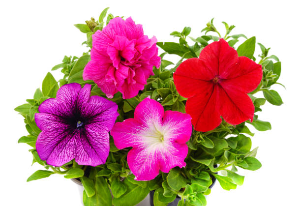 istock Bouquet of purple petunia. 1316218734