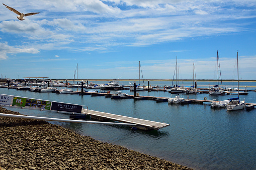 Olhao, Faro District, Portugal: boats in the marina, Culatra island on the background - Ria Formosa nature park - hawk in flight.