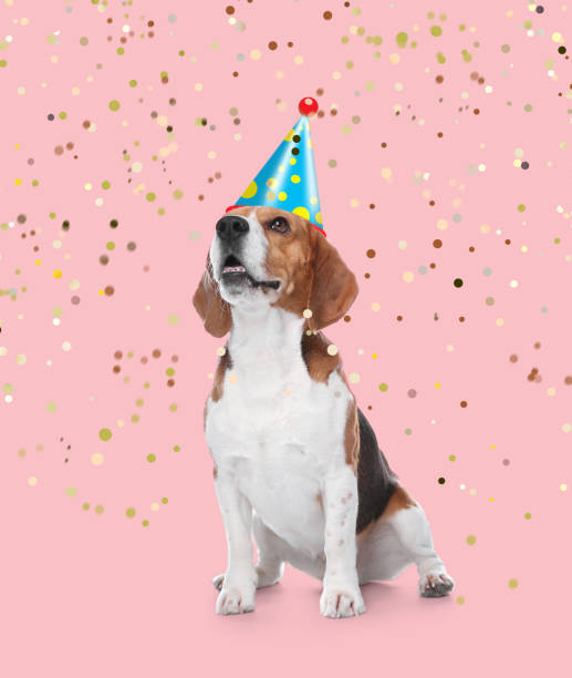 istock Adorable dog with party hat on pink background 1316219073