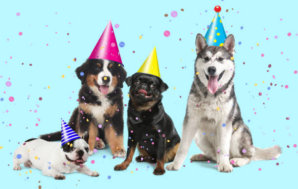 istock Adorable dogs with party hats on turquoise background 1316219191