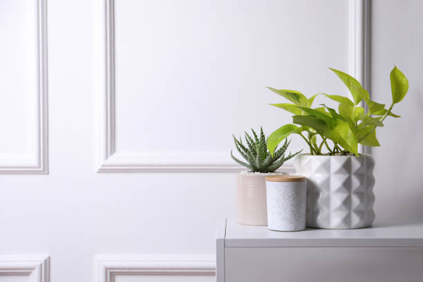 istock Beautiful Scindapsus and Aloe in pots on white table, space for text. Different house plants 1316219308