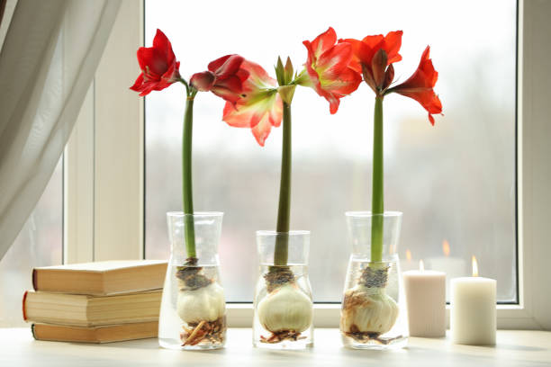 bellissimi fiori di amaryllis rosso, libri e candele sul davanzale della finestra al chiuso - amaryllis foto e immagini stock