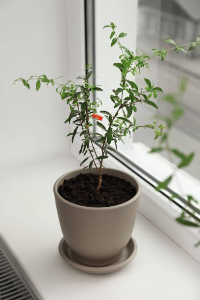 istock Potted pomegranate plant on window sill indoors 1316221156