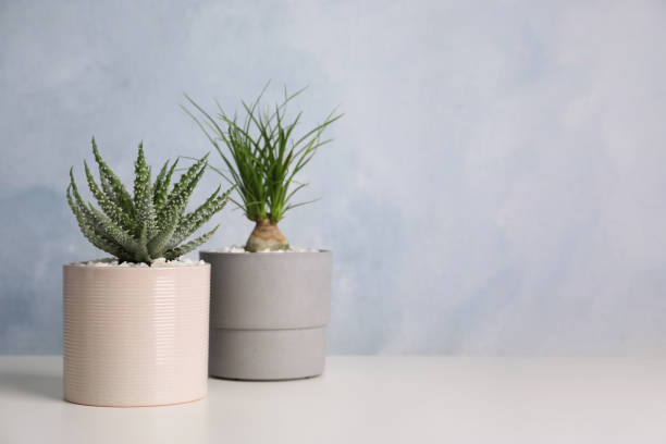 istock Beautiful Aloe and Nolina in pots on white table, space for text. Different house plants 1316221451