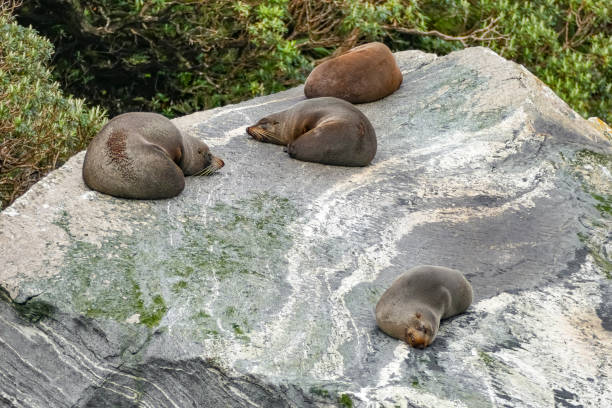 istock Seals at Milford Sound 1316222194